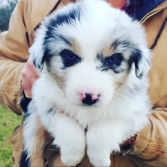 Meet your Posher, Amanda - Picture 2 of 4